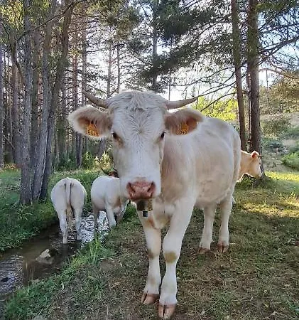 La Casa Del Bosque * Alcalá de la Selva