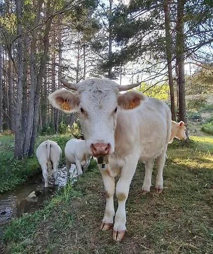 La Casa Del Bosque * Alcala De La Selva